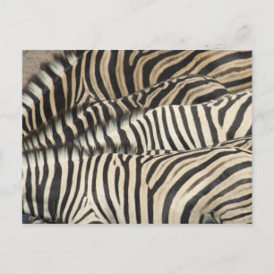Cartão Postal Visão geral da Zebra de Burchell