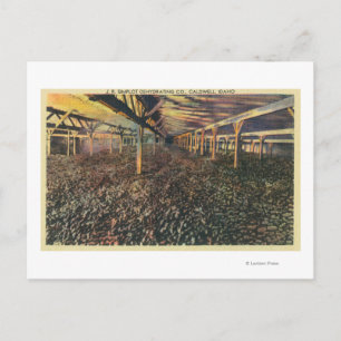 Cartão Postal Visão interior do JR Simplot Desidratando Co