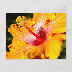Cartão Postal Visão lateral do Flor do Hibiscus Laranja
