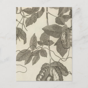 Cartão Postal Visão Mais Amplas da Liana Feminina do Chile