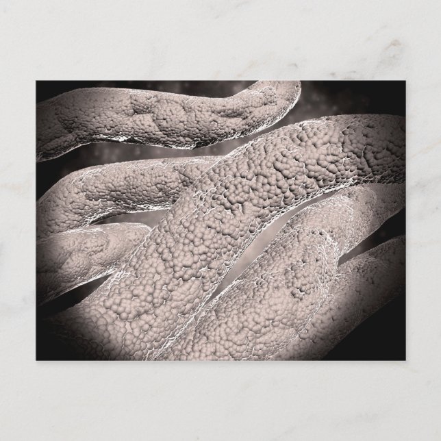 Cartão Postal Visão Microscópica Da Formação De Corncob (Frente)