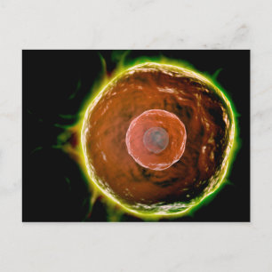 Cartão Postal Visão Microscópica Das Células B Humanas 2