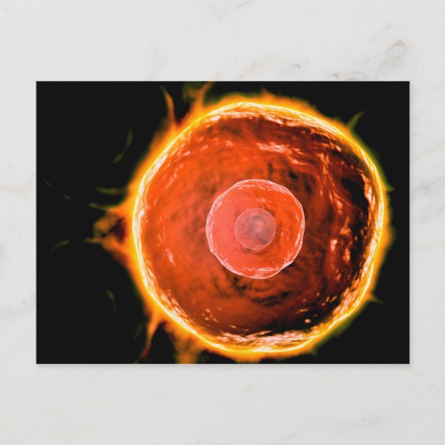 Cartão Postal Visão Microscópica Das Células B Humanas 3 (Frente)