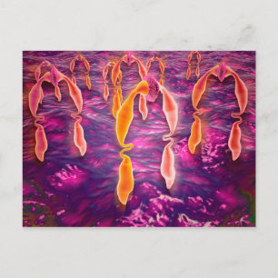Cartão Postal Visão Microscópica De Ligadura Vinculando A Um R