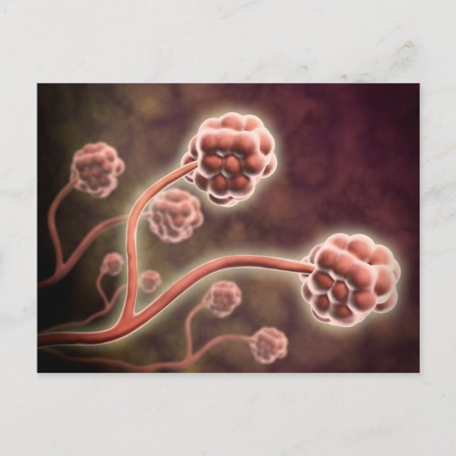 Cartão Postal Visão Microscópica De Stachybotrys Chartarum (Frente)