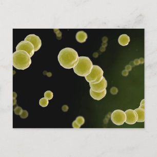 Cartão Postal Visão Microscópica de Streptococcus 1