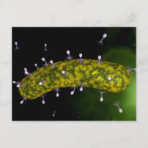 Cartão Postal Visão Microscópica Do Atacamento De Bacteriófag