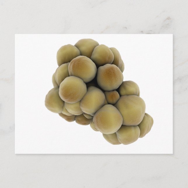 Cartão Postal Visão Microscópica Do Tumor 5 (Frente)