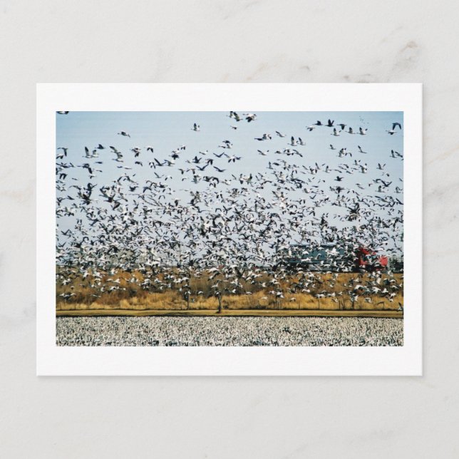 CARTÃO POSTAL VISÃO NEBRASKA (Frente)