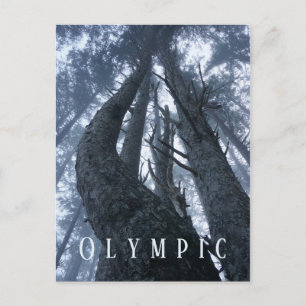 Cartão Postal Visão Superior de Árvore do Parque Nacional da O