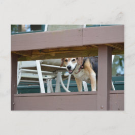 Cartão Postal Visitante de Cachorro Amigável