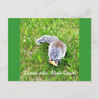 Cartão Postal Visitante de Campside