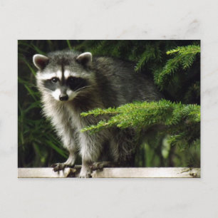 Cartão Postal Visitante Inesperado, #3