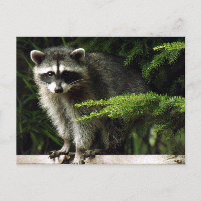 Cartão Postal Visitante Inesperado, #3 (Frente)