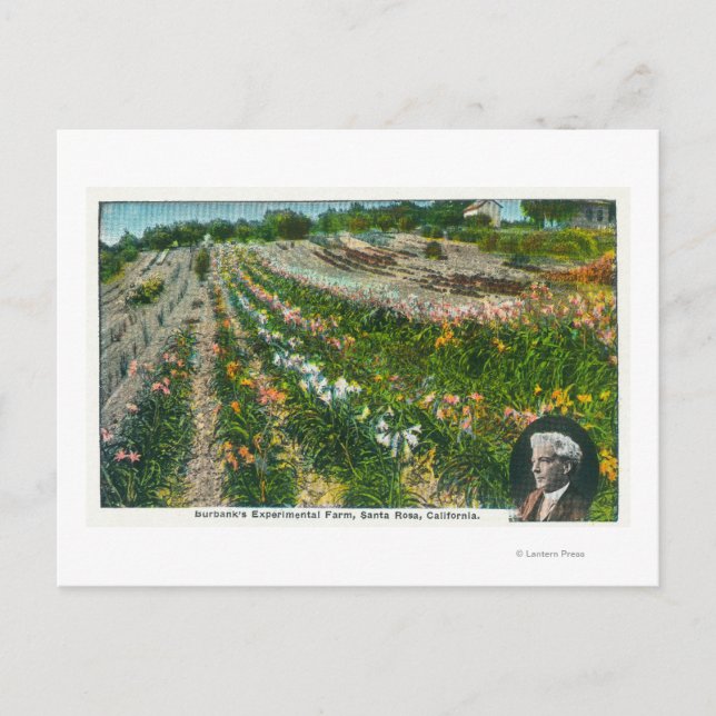 Cartão Postal Vista aérea da Fazenda experimental Burbanks (Frente)