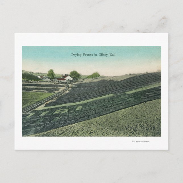 Cartão Postal Vista aérea de ameixas a secar no Sol (Frente)