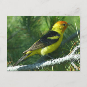 Cartão Postal Vista aproximada das aves do Tanager Ocidental