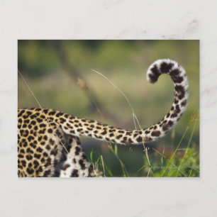 Cartão Postal Vista da cauda do Leopardos (Panthera pardus),