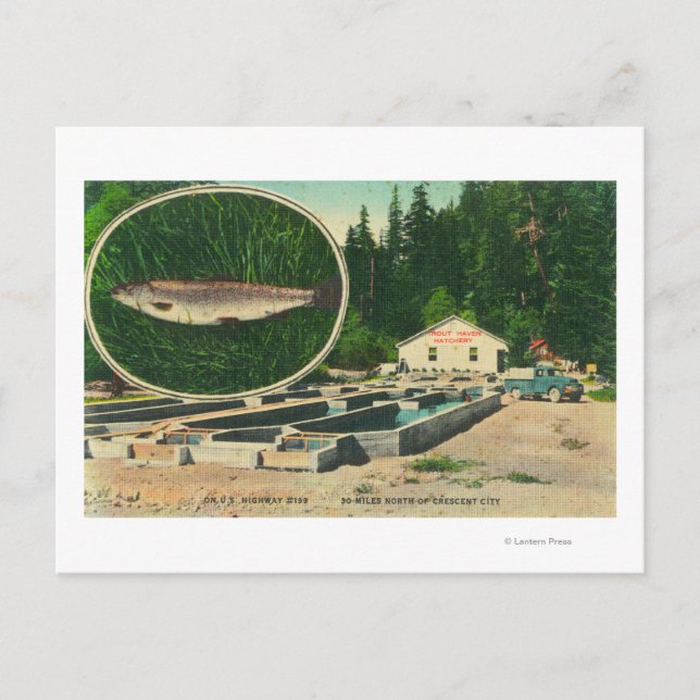Cartão Postal Vista da Trout Haven HatcheryGasquet, CA (Frente)