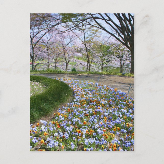 Cartão Postal Vista das flores de cereja (& Viola) (Frente)