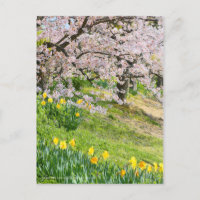 Vista das flores de cerejeira (& Wild Daffodil)