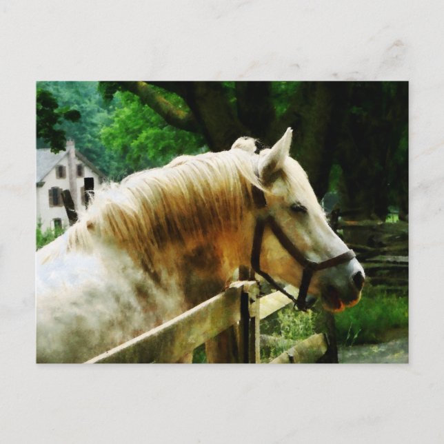 Cartão Postal Vista de Cavalo Branco (Frente)