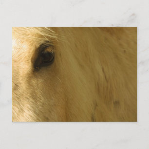 Cartão Postal Vista de Cavalo Branco