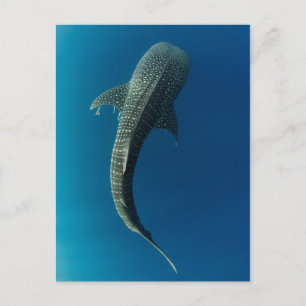 Cartão Postal Vista de cima de um tubarão de baleia