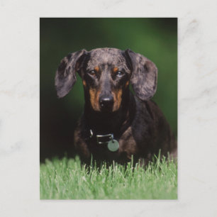 Cartão Postal Vista de Dachshund de cor malhada