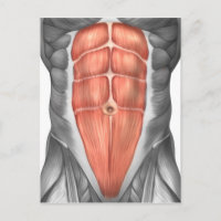 Vista De Fecho Dos Músculos Abdominais Masculinos