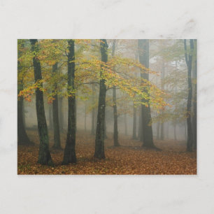 Cartão Postal Vista de outono de floresta nebulosa, Grandfather