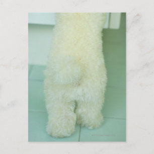 Cartão Postal Vista de seção baixa de um poodle miniatura