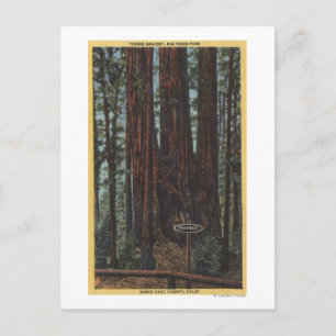 Cartão Postal Vista de "Três Graves" no Parque das Grandes Árvor