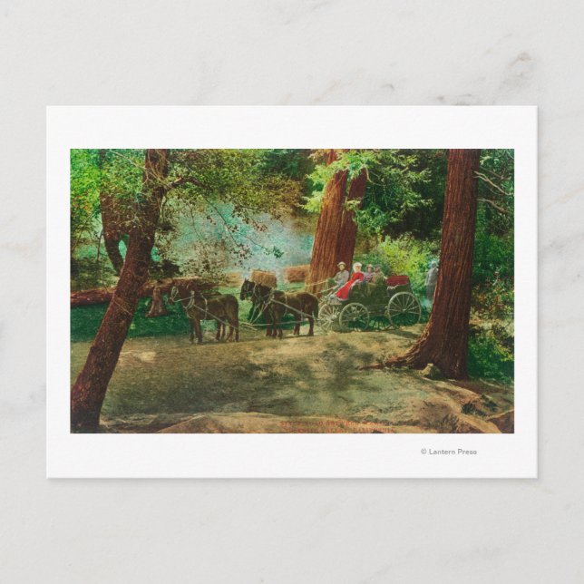 Cartão Postal Vista de um Treinador de Palco entre Grandes Árvor (Frente)