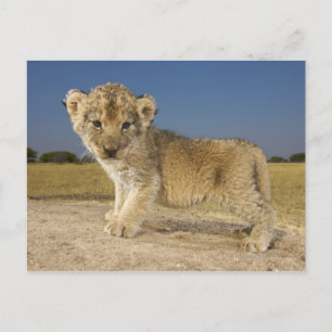 Cartão Postal Vista do jovem leão (Panthera leo), com aspecto