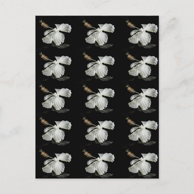 Cartão Postal Vista do Lado do Flor do Hibiscus Branco (Frente)