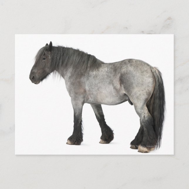 Cartão Postal Vista lateral de um cavalo belga, Pesado belga (Frente)