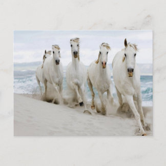 Cartão Postal Vista oceânica de raça árabe