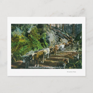 Cartão Postal Visualização dos Logs de Hospedagem de Equipes Ox