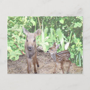 Cartão Postal Vitelo e vassoura-de-bébé