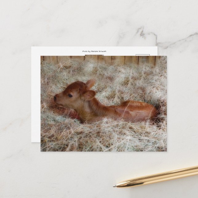 Cartão Postal Vitelo recém-nascido na palha, por hábito (Frente/Verso In Situ)