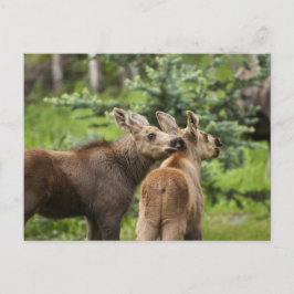 Cartão Postal Vitelos De Moose Vinculados