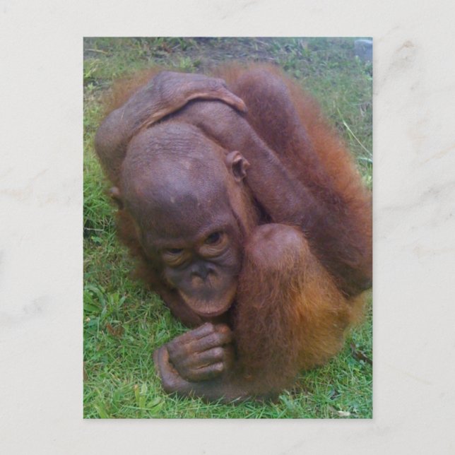 Cartão Postal Vítimas Ilegais do Comércio de Animais Selvagens (Frente)