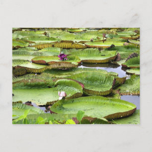 Cartão Postal Vitoria Regis, lírios-d'água gigantes da Amazôn