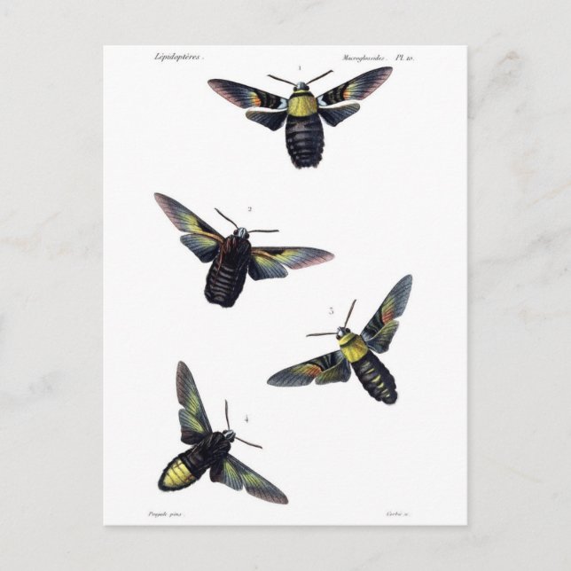 Cartão Postal Vitoriana (Frente)