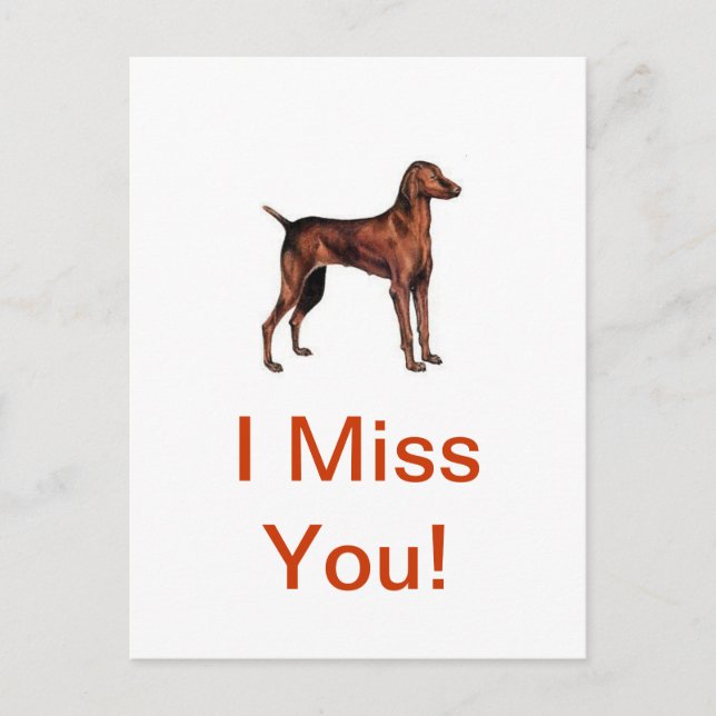 Cartão Postal Vizsla (Frente)