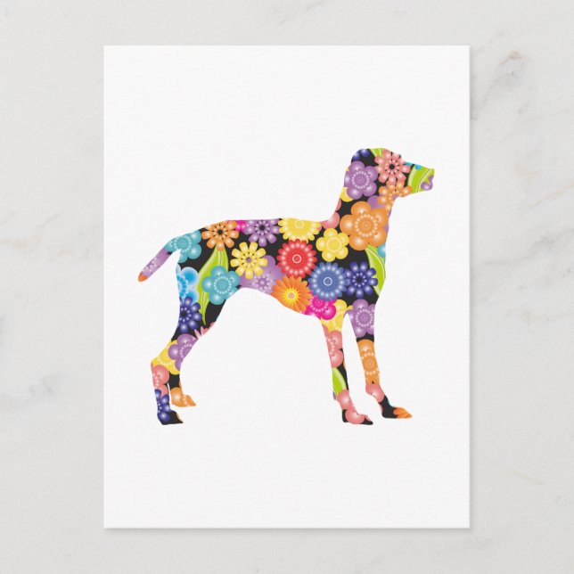 Cartão Postal Vizsla (Frente)