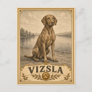 Cartão Postal Vizsla, Cão de Herança Vintage