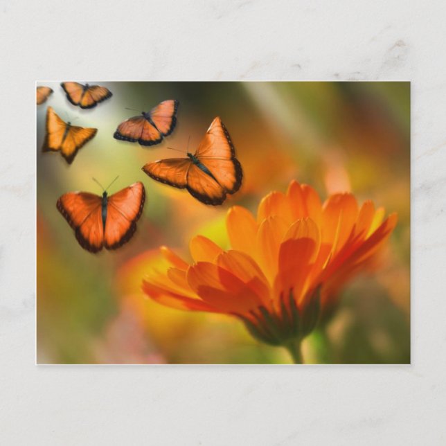 Cartão Postal vlinder (Frente)