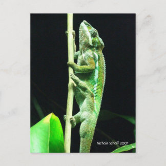 Cartão Postal Voando Alto